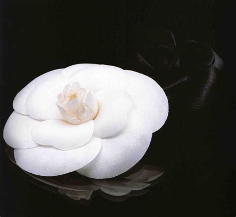 camelia di chanel|chanel camellia flower.